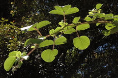 Rubus ellipticus